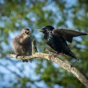 Redwell   27 05 2020   D500   Les 92.jpg